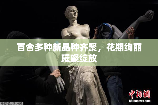 百合多种新品种齐聚，花期绚丽璀璨绽放