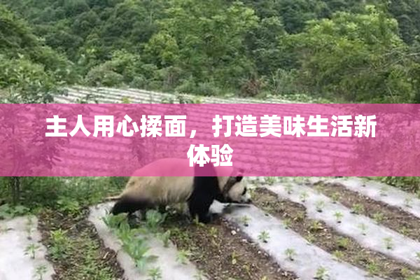 主人用心揉面，打造美味生活新体验