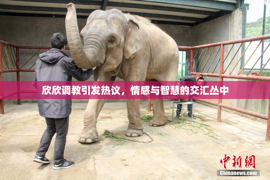 欣欣调教引发热议，情感与智慧的交汇丛中