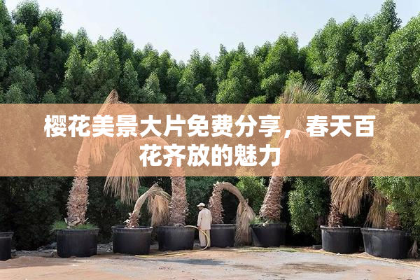 樱花美景大片免费分享，春天百花齐放的魅力