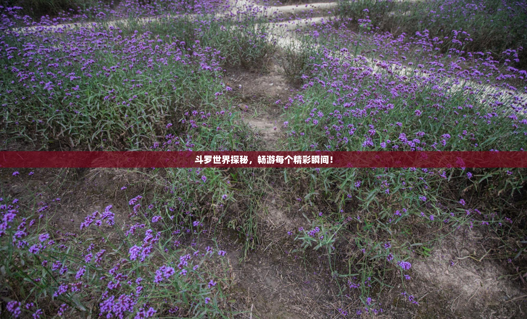 斗罗世界探秘，畅游每个精彩瞬间！