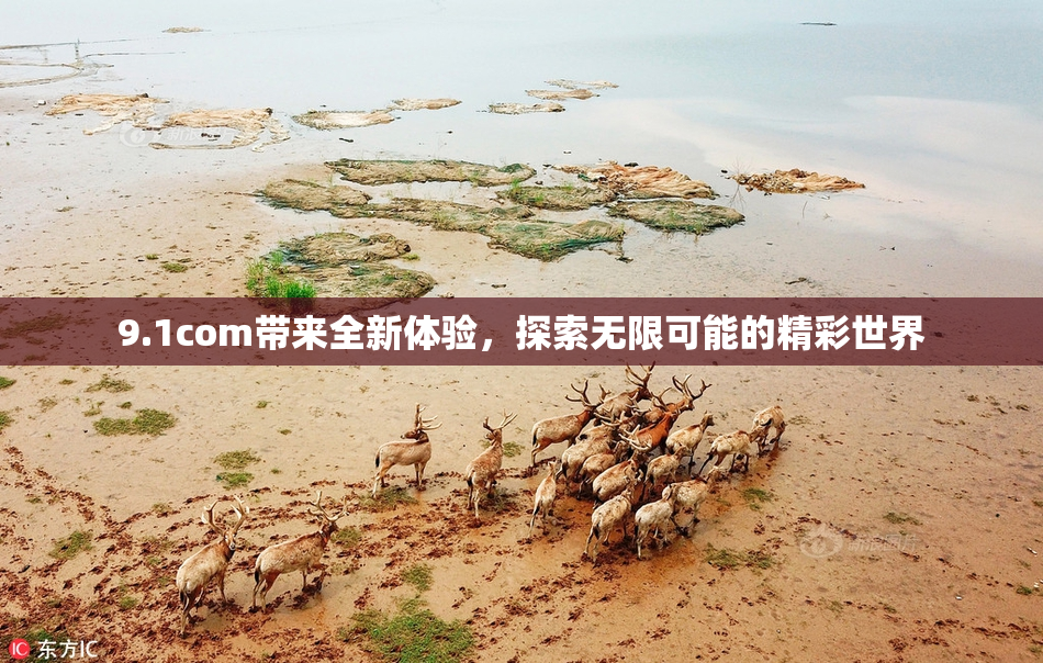 9.1com带来全新体验，探索无限可能的精彩世界