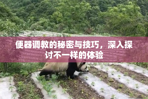 便器调教的秘密与技巧，深入探讨不一样的体验