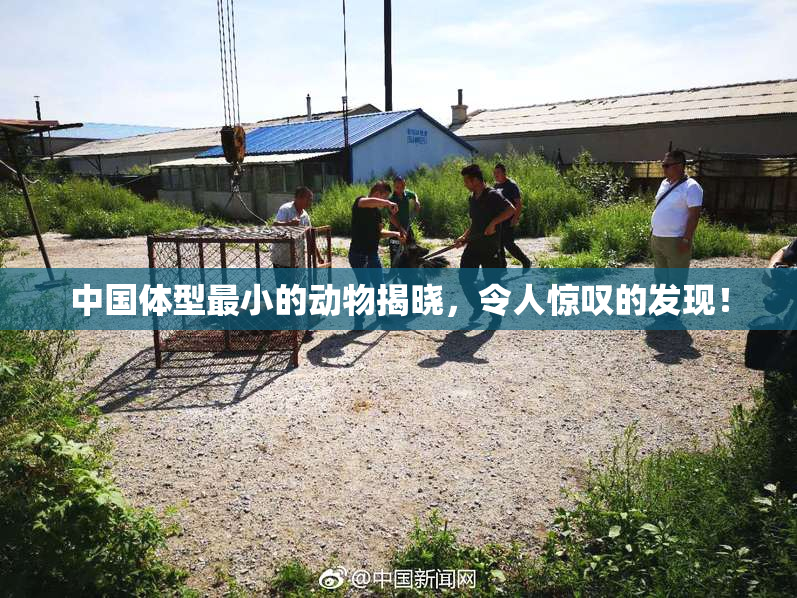 中国体型最小的动物揭晓，令人惊叹的发现！