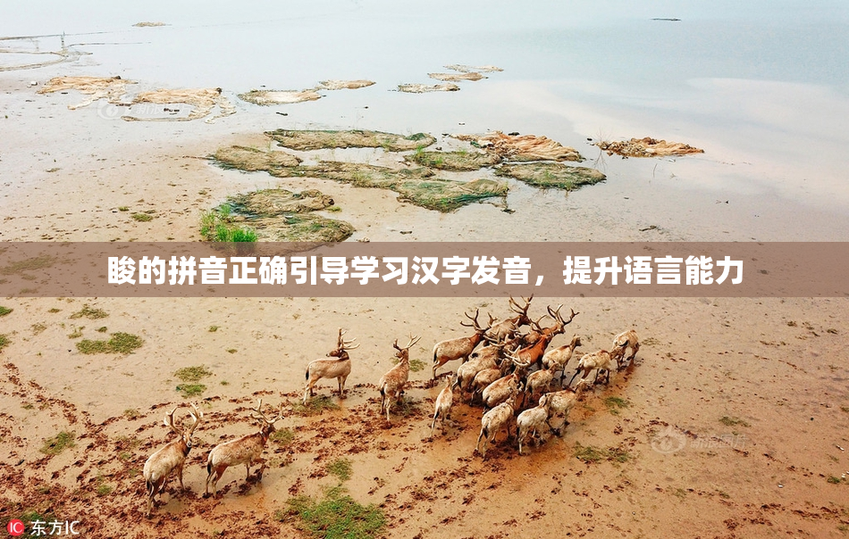 睃的拼音正确引导学习汉字发音，提升语言能力