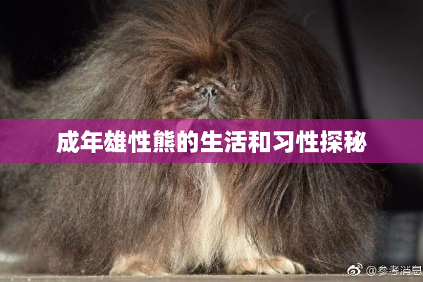 成年雄性熊的生活和习性探秘