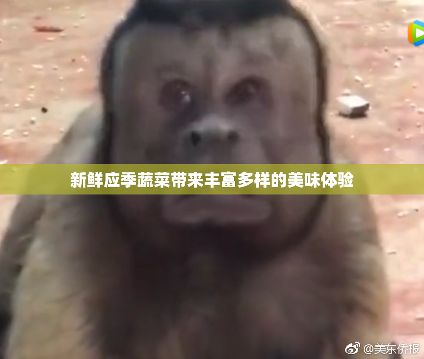 新鲜应季蔬菜带来丰富多样的美味体验