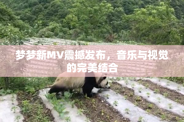 梦梦新MV震撼发布，音乐与视觉的完美结合