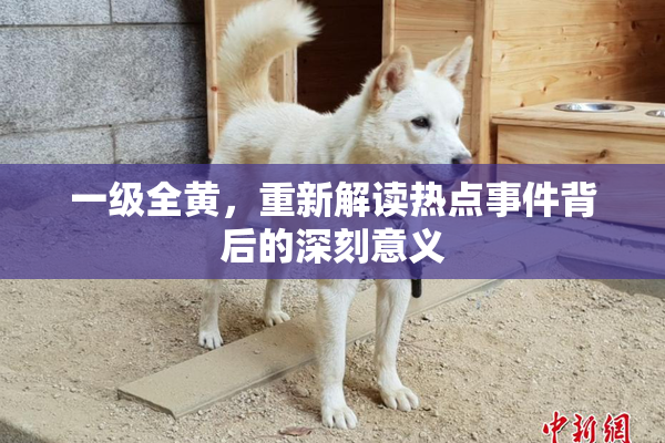 一级全黄，重新解读热点事件背后的深刻意义