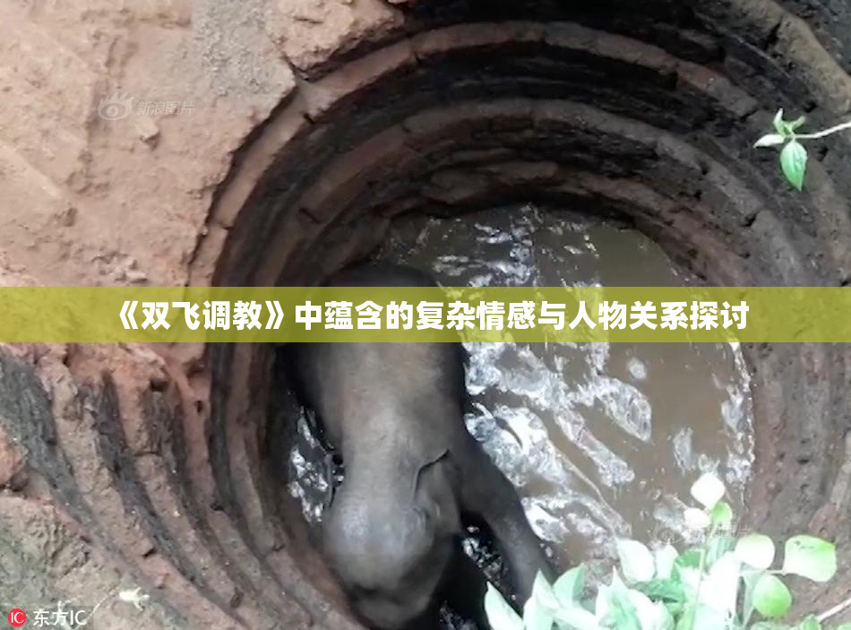 《双飞调教》中蕴含的复杂情感与人物关系探讨