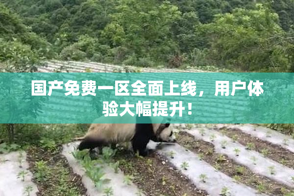 国产免费一区全面上线，用户体验大幅提升！