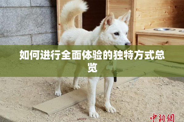 如何进行全面体验的独特方式总览