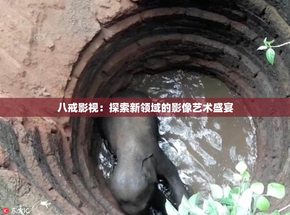 八戒影视：探索新领域的影像艺术盛宴