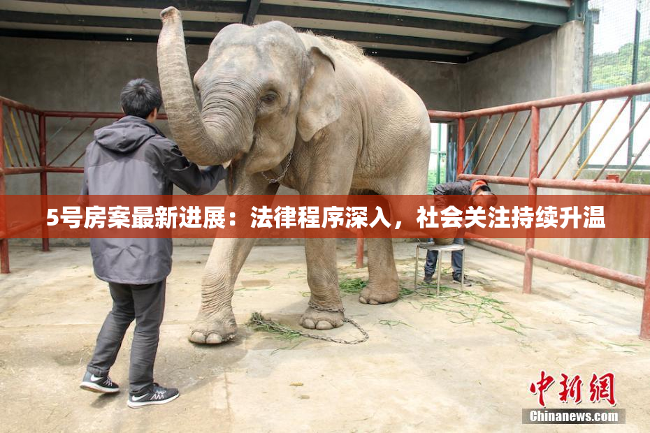 5号房案最新进展：法律程序深入，社会关注持续升温