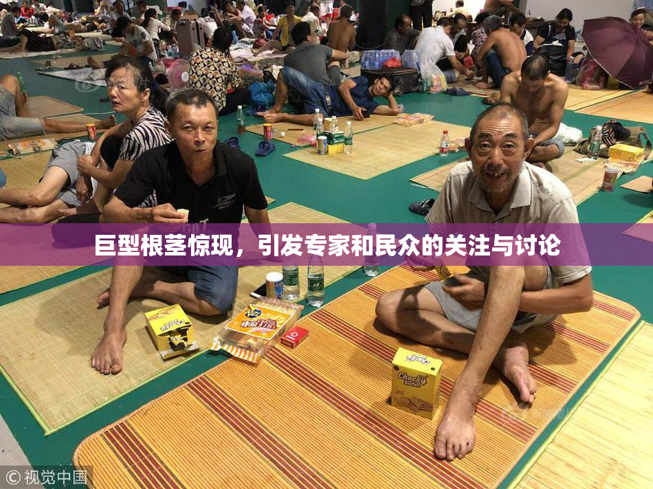 巨型根茎惊现，引发专家和民众的关注与讨论