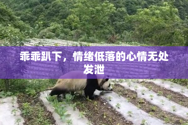 乖乖趴下，情绪低落的心情无处发泄