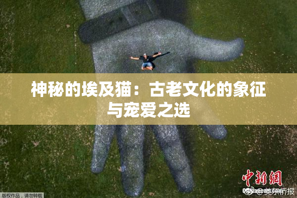 神秘的埃及猫：古老文化的象征与宠爱之选