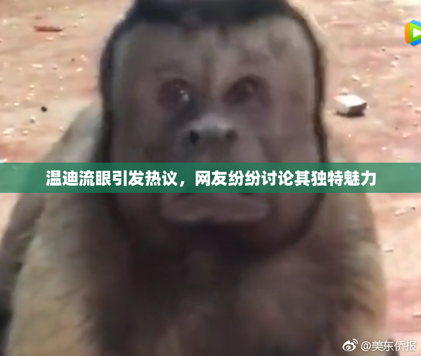 温迪流眼引发热议，网友纷纷讨论其独特魅力