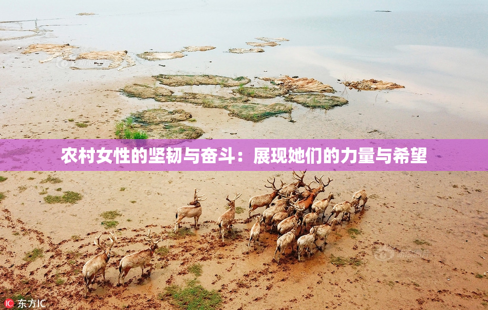 农村女性的坚韧与奋斗：展现她们的力量与希望