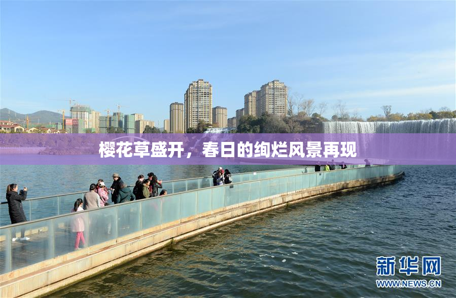 樱花草盛开，春日的绚烂风景再现