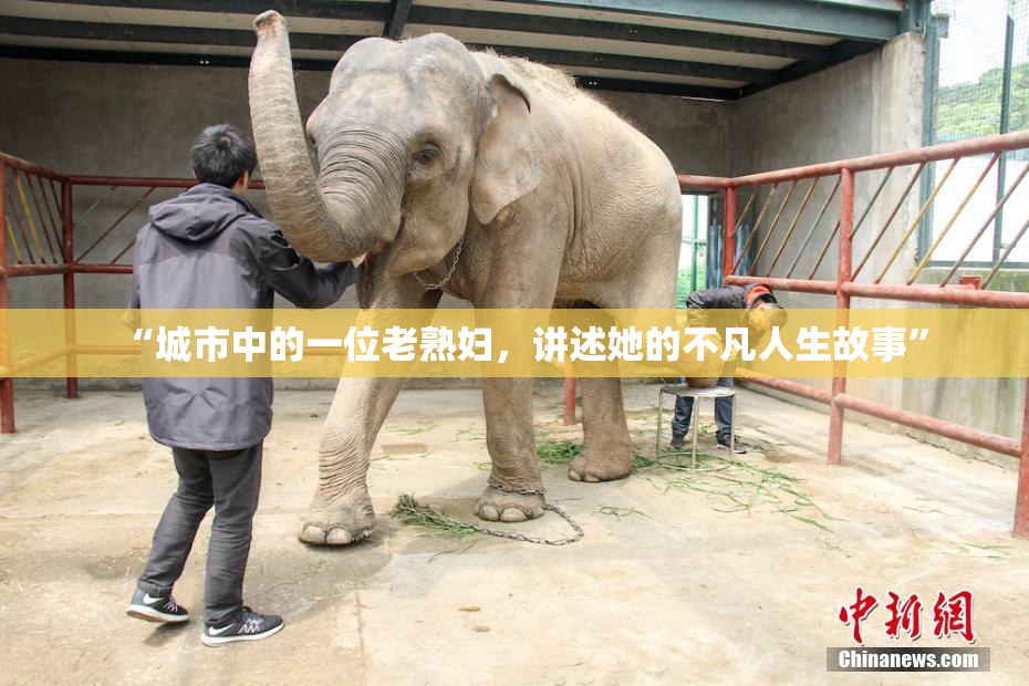 “城市中的一位老熟妇，讲述她的不凡人生故事”