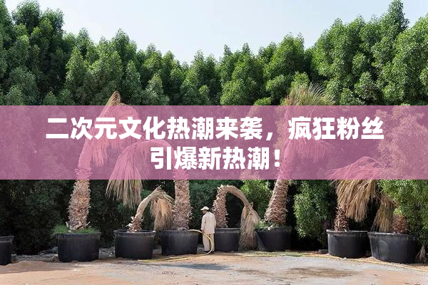 二次元文化热潮来袭，疯狂粉丝引爆新热潮！