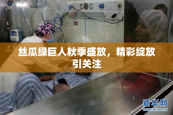 丝瓜绿巨人秋季盛放，精彩绽放引关注