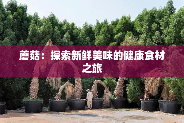 蘑菇：探索新鲜美味的健康食材之旅