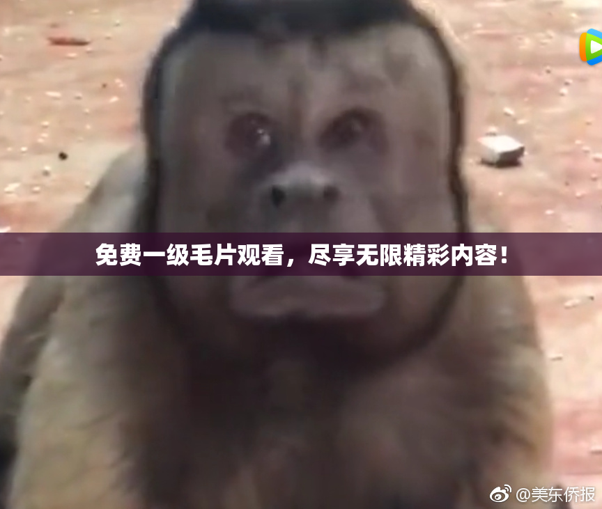 免费一级毛片观看，尽享无限精彩内容！