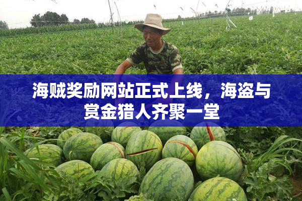 海贼奖励网站正式上线，海盗与赏金猎人齐聚一堂