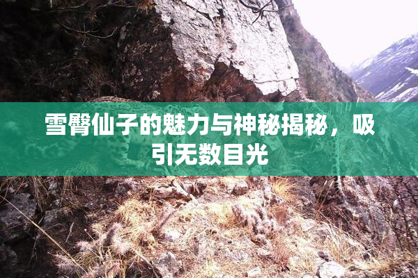 雪臀仙子的魅力与神秘揭秘，吸引无数目光