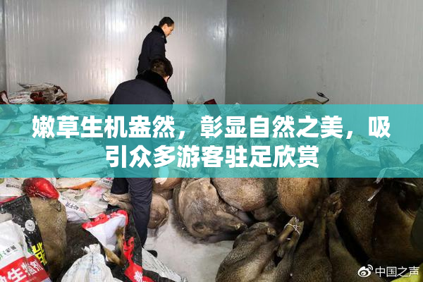 嫩草生机盎然，彰显自然之美，吸引众多游客驻足欣赏