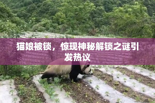 猫娘被锁，惊现神秘解锁之谜引发热议