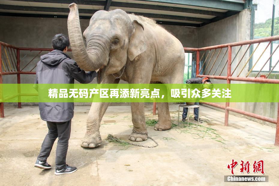 精品无码产区再添新亮点，吸引众多关注