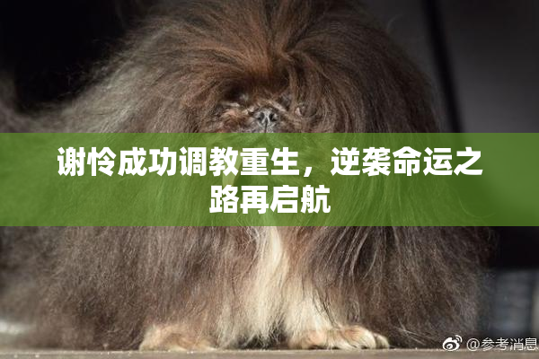 谢怜成功调教重生，逆袭命运之路再启航