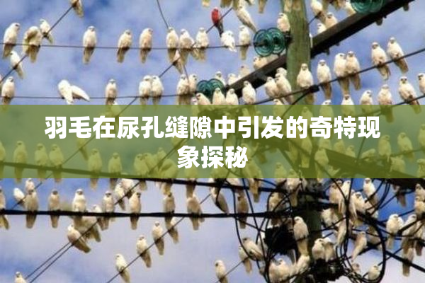 羽毛在尿孔缝隙中引发的奇特现象探秘