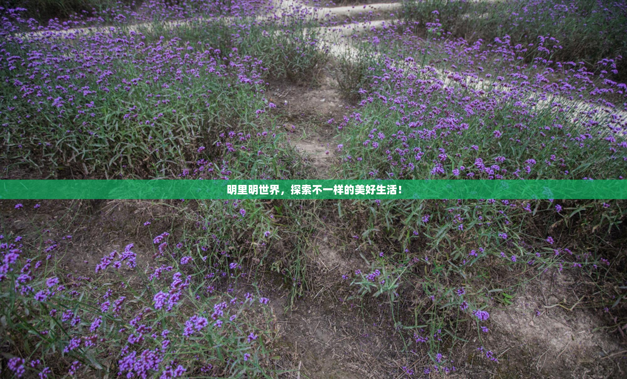明里明世界，探索不一样的美好生活！