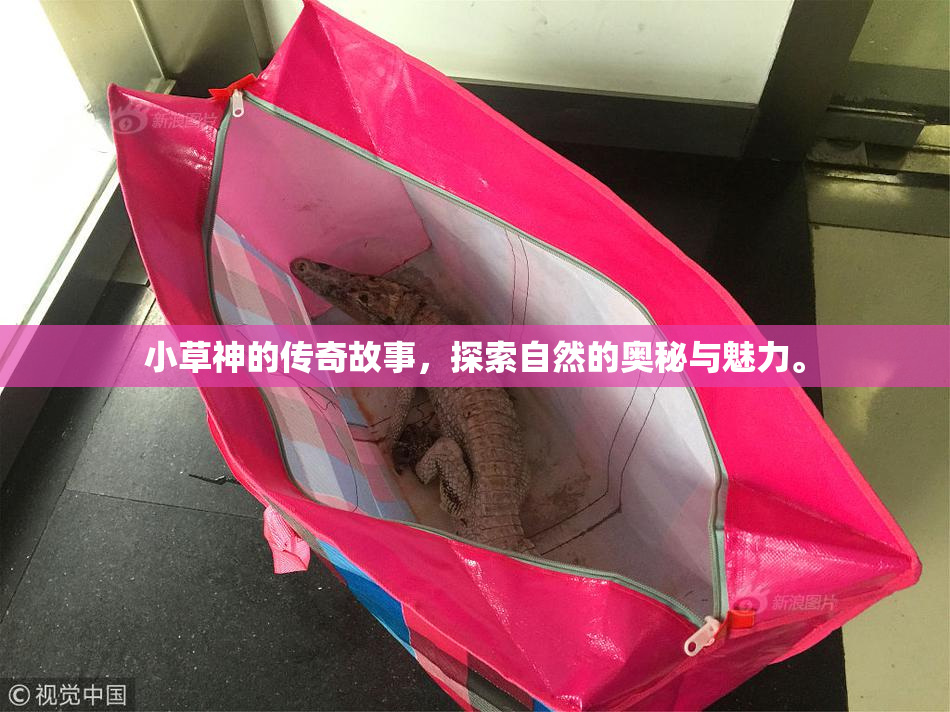 小草神的传奇故事，探索自然的奥秘与魅力。