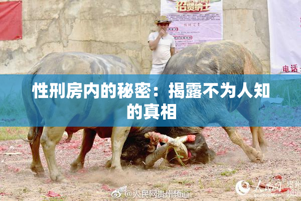 性刑房内的秘密：揭露不为人知的真相