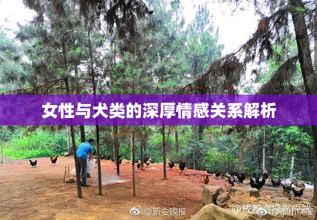 女性与犬类的深厚情感关系解析