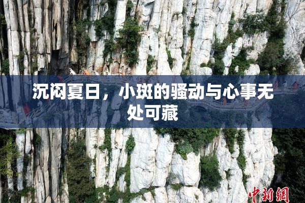 沉闷夏日，小斑的骚动与心事无处可藏