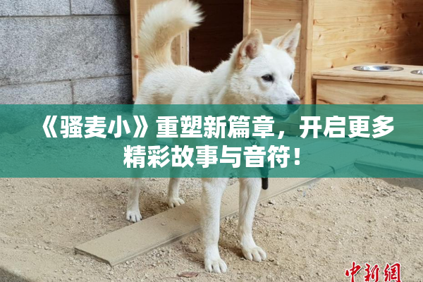 《骚麦小》重塑新篇章，开启更多精彩故事与音符！