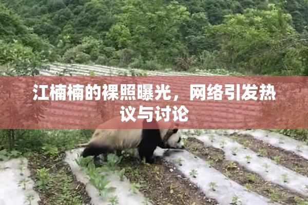 江楠楠的裸照曝光，网络引发热议与讨论
