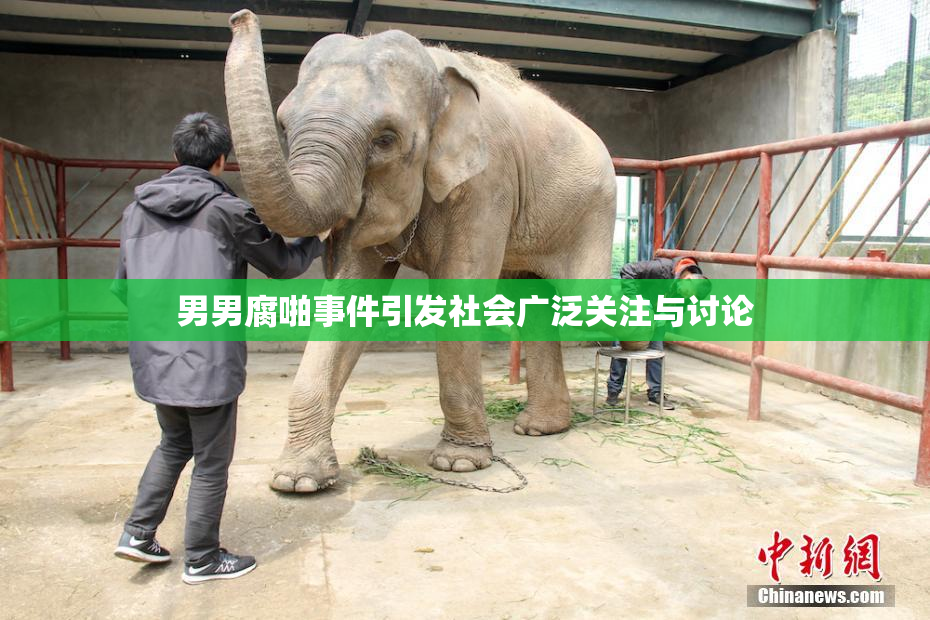 男男腐啪事件引发社会广泛关注与讨论