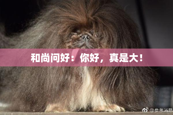 和尚问好：你好，真是大！