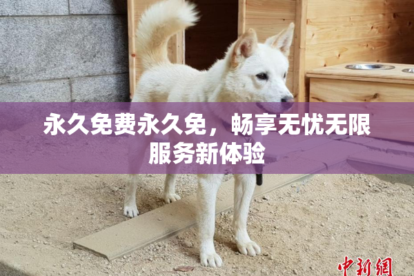 永久免费永久免，畅享无忧无限服务新体验