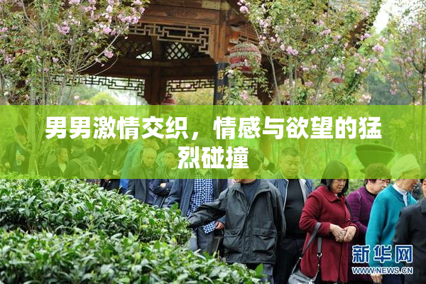 男男激情交织，情感与欲望的猛烈碰撞