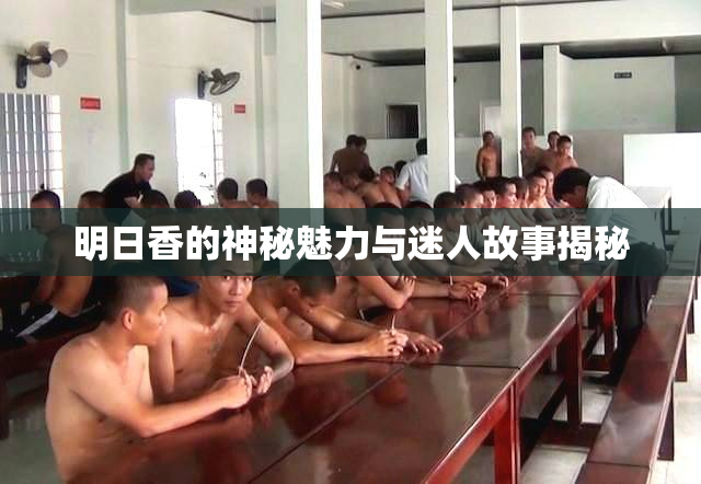 明日香的神秘魅力与迷人故事揭秘