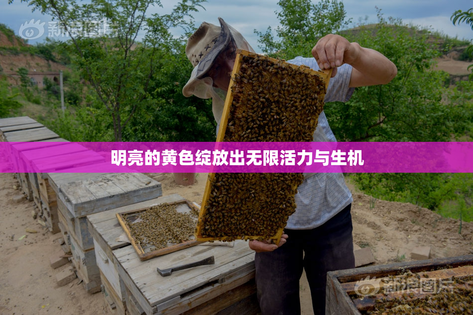 明亮的黄色绽放出无限活力与生机