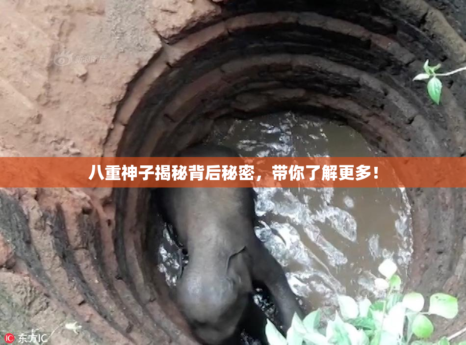 八重神子揭秘背后秘密，带你了解更多！